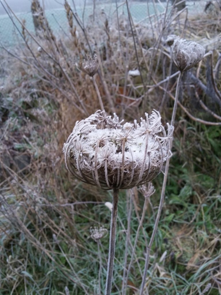 Blüte im Frost